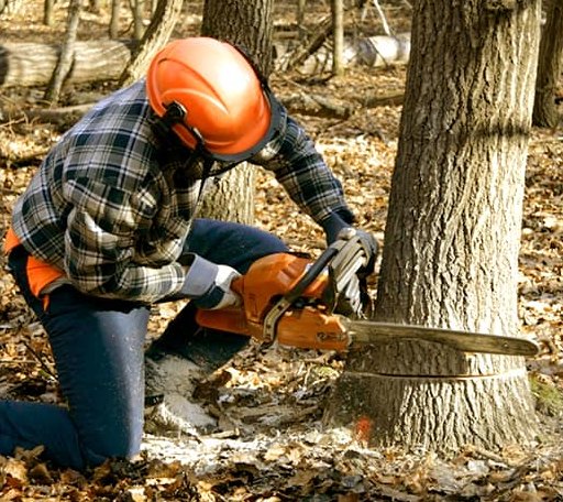 Tree Removal in Moline, IL